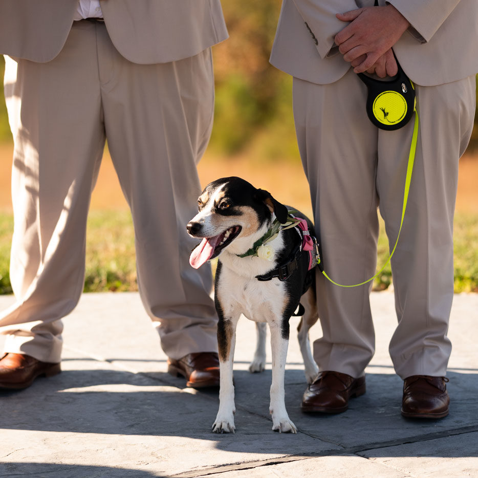 Dog standing with groomsmen